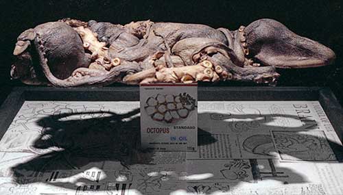 Side view of two intertwined freeze-dried octopuses on top of a can of octopus meat