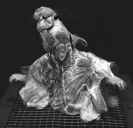 Frontal view of freeze-dried upper torso of a rat sitting on top of a wire cage