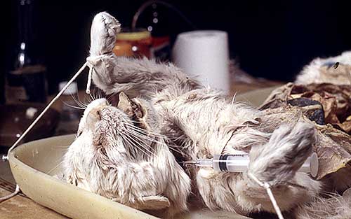 Closeup view of cat's head and syringe cradled in cat's arm