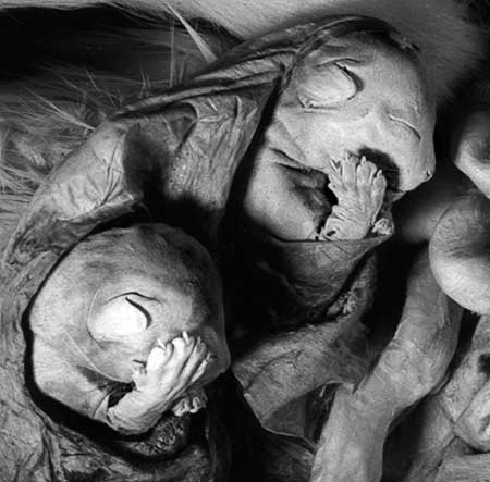 Closeup view of two fetal kittens with lower part of their bodies still inside the uterus