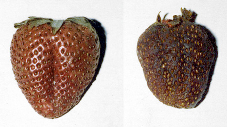 PICTURE: Two pictures of the same strawberry.  The picture on the left shows a strawberry immediately after coming out of the freeze-drier.  On the right is the same strawberry a month later.