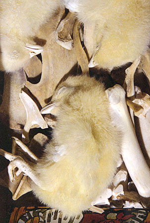 PICTURE: closeup of interior of the chicken-dinner package.  Three freeze-dried lie on top of chicken bones.