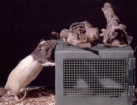 PICTURE: front view of entire sculpture. On the left is a freeze-dried rat with electrodes on its head. On the right is a wire cage. on top of the cage is another dead rat which was dissected, cut in half and freeze-dried.