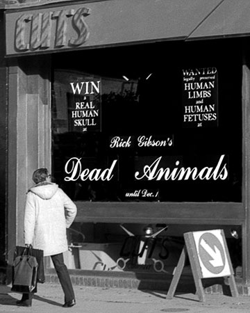 PICTURE: black and white photograph of a person looking at the outside front window signage during Rick Gibson's - Dead Animals - exhibtion at the Cuts Gallery in November 1984. One sign reads, Win a Real Human Skull, and another sign reads, Wanted: legally preserved human limbs and human fetuses.